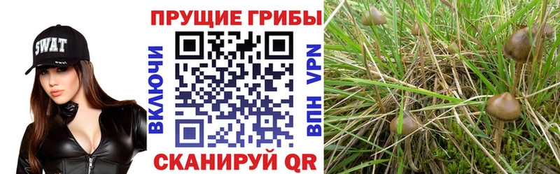 нарко площадка клад  ОМГ ОМГ зеркало  Усмань  Галлюциногенные грибы Psilocybe 